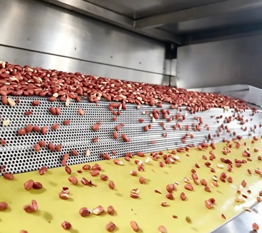 Peanuts on the continuous roasting belt — Ultipower Tech nut processing machine in production